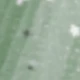 verde menta