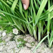 1000 Seeds -Leek Seeds Vegetable Seeds - 1000 Seeds - - View 3