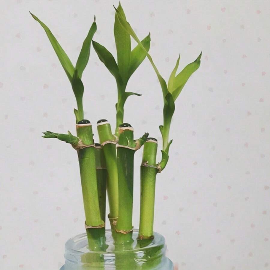 100pcs-500pcs Seeds Random Amount Home Garden High Germination Rate "Prosperity Bamboo Plant - Easy-Care Home & Office Water-Grown Decor, Lucky Bamboo, Feng Shui, Gift Idea, Desk Plant, Natural Air Purifier, Stress Relief, Zen Garden, Indoor Greenery, Growth Symbol" - 500顆種子 - 查看 1