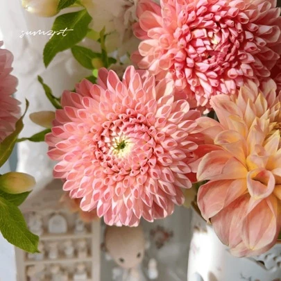 100 Rare Mixed Dahlia Bulb Pom Pom Flower Seeds, Multiple Colours, High Germination Rate, Strong Viability. Attracts Pollinators, Plant In Pots, Balcony Pots, Garden Planting Dahlias, Garden Care Beauty Dahlias.