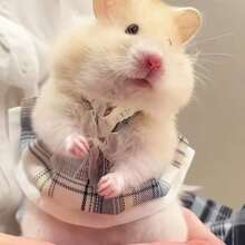 Vestido para hámster, ropa para hámster, ropa de muñeco de peluche de hámster