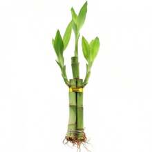 100pcs-500pcs Seeds Random Amount Home Garden High Germination Rate "Prosperity Bamboo Plant - Easy-Care Home & Office Water-Grown Decor, Lucky Bamboo, Feng Shui, Gift Idea, Desk Plant, Natural Air Purifier, Stress Relief, Zen Garden, Indoor Greenery, Growth Symbol" - 500顆種子 - 查看 3