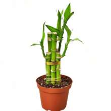100pcs-500pcs Seeds Random Amount Home Garden High Germination Rate "Prosperity Bamboo Plant - Easy-Care Home & Office Water-Grown Decor, Lucky Bamboo, Feng Shui, Gift Idea, Desk Plant, Natural Air Purifier, Stress Relief, Zen Garden, Indoor Greenery, Growth Symbol" - 500顆種子 - 查看 4