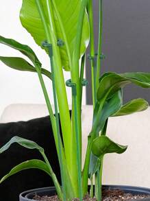 5件/10件迷你植物桩绿植固定支架适用于小盆栽专用花架支撑架花盆花卉固定防倾倒叶架 - 綠色 - 查看 10