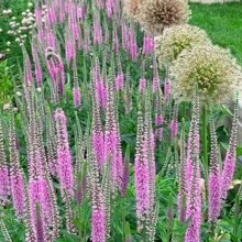 15,000 Seeds Veronica/Spike Speedwell/Dark Blue/Multiplying Flower/Flower Seeds For Planting/Simplest Flowers To Breed Flower Seed Tool, Christmas Gift. - 5000 Seeds - View 5