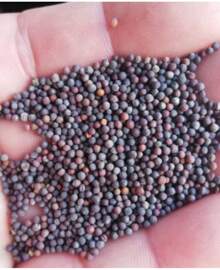 In Stock Survival Garden, Combo - 80 Vegetable & Medicinal Herb Varieties, Over 9100 Seeds, Heirloom, Long Shelf Life, Emergency, Gardening Gift - 變體1 - 查看 6