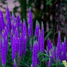 15,000 Seeds Veronica/Spike Speedwell/Dark Blue/Multiplying Flower/Flower Seeds For Planting/Simplest Flowers To Breed Flower Seed Tool, Christmas Gift. - 5000 Seeds - View 3