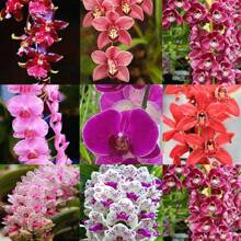 274 piezas semillas de Cymbidium fragantes, orquídea aromática fácil de plantar, flores exóticas para jardín, resistencia y colorido espectacular, adecuados para cultivo doméstico - 274 - Ver 2