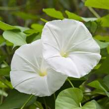Semillas de Flor de Luna Blanca: Desvela el Encanto de los Jardines Iluminados por la Luna - 150 Semillas por Paquete - 150 semillas - Ver 5