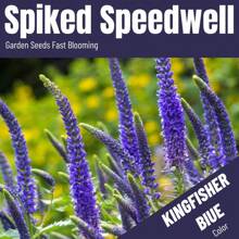 15,000 Seeds Veronica/Spike Speedwell/Dark Blue/Multiplying Flower/Flower Seeds For Planting/Simplest Flowers To Breed Flower Seed Tool, Christmas Gift. - 5000 Seeds - View 6