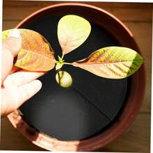 Tree Protection Mats, Mulch Ring Round Control Cloth, Barrier, Plant Cover For Indoor And Outdoor Gardens, New, 1Pc - Black - View 7