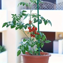 15/30 Pieces Green Bamboo Plant Stand, Indoor Gardening Wooden Flower Support Rod For Indoor And Outdoor Plant Support, Potted Plants