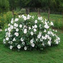 Semillas de Flor de Luna Blanca: Desvela el Encanto de los Jardines Iluminados por la Luna - 150 Semillas por Paquete - 150 semillas - Ver 3