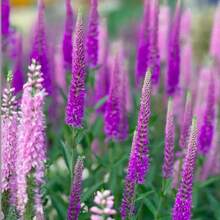 15,000 Seeds Veronica/Spike Speedwell/Dark Blue/Multiplying Flower/Flower Seeds For Planting/Simplest Flowers To Breed Flower Seed Tool, Christmas Gift. - 5000 Seeds - View 4