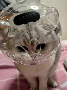 Casco para gatos, anti-lamer, anti-arañar, anti-morder, cono para gatos transpirable, protector de cabeza tipo collar para baño, recorte de uñas, prevenir arañazos y mordeduras, casco de astronauta para mascotas, mantiene a los gatos alejados de morder
