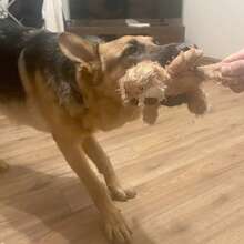 1 件猫/狗爱好者礼物和狗/猫妈妈爱宠物毛绒咀嚼娃娃，狗爱好者和狗妈妈爱玩偶，带有熊设计，吱吱作响，牙齿清洁，适合柯基犬，斗牛犬爱好者和狗妈妈爱，中型狗爱好者和狗妈妈爱