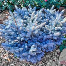 300 Fir Cones For Planting Colorado Blue Spruce Picea Pungens Glauca Private Attractive Tree - 300 Seeds - View 3