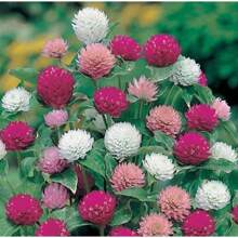 Earth Purple Diamond Mixed Color Blooming Species - 50粒種子 - 查看 3