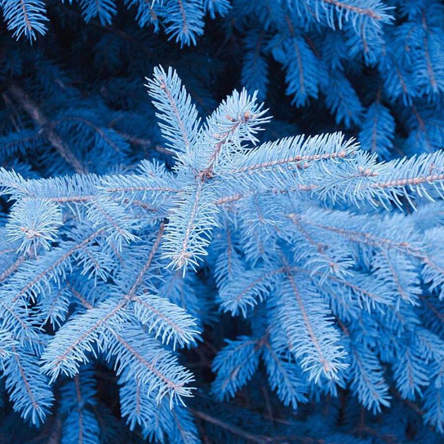 300 Fir Cones For Planting Colorado Blue Spruce Picea Pungens Glauca Private Attractive Tree - 300 Seeds - View 1
