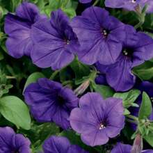 200 Rose Seeds Can Be Sown Every Year, Suitable For Home Gardening