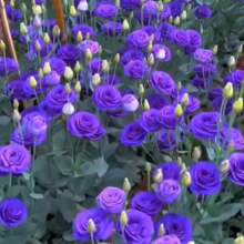 211 piezas de semillas de flores raras de lisianthus, fragantes para purificar el aire, se pueden plantar en interiores y exteriores, muy adecuadas para crear tu propio mini jardín. - 211 piezas - Ver 3