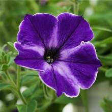 200 Rose Seeds Can Be Sown Every Year, Suitable For Home Gardening