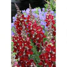 100 Day And Night Seeds Of Dragon Flower Non-GMO Traditional Flower Seeds For Beautiful Flowers