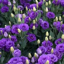 211 piezas de semillas de flores raras de lisianthus, fragantes para purificar el aire, se pueden plantar en interiores y exteriores, muy adecuadas para crear tu propio mini jardín. - 211 piezas - Ver 2