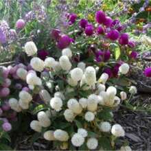 Earth Purple Diamond Mixed Color Blooming Species - 50粒種子 - 查看 2