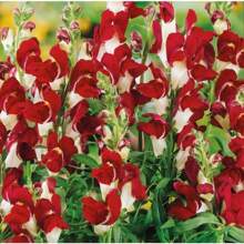 100 Day And Night Seeds Of Dragon Flower Non-GMO Traditional Flower Seeds For Beautiful Flowers