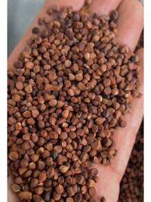 NO BAD SEED! Mixed Pack (3 Bulbs) - Freshly Digged Perennial Lily 607 Daily To Your Door! Quality Goods