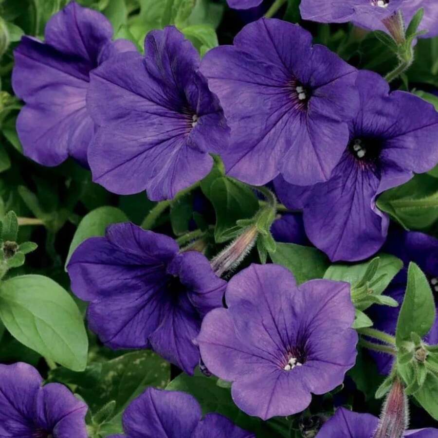 200 Rose Seeds Can Be Sown Every Year, Suitable For Home Gardening