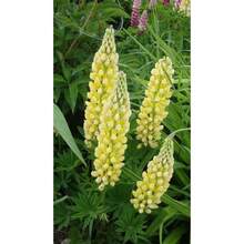 15 Yellow Rubinian Peony Seeds/Rubinian Peony Seeds - 15 Seeds - View 4