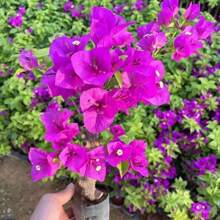Garden 100 Fresh Seeds Mixed Nine-Fold Pavilion Flower Seeds Mixed Planting-Small Nine-Fold Pavilion Paper Flower Seeds Broom Cluster Machine Amazing Privacy Screen
