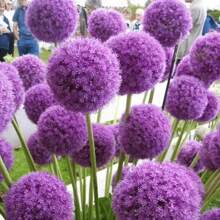 100 semillas de geranio para todas las temporadas, semillas de flores de interior y exterior en maceta - 100 semillas - Ver 2