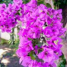 Garden 100 Fresh Seeds Mixed Nine-Fold Pavilion Flower Seeds Mixed Planting-Small Nine-Fold Pavilion Paper Flower Seeds Broom Cluster Machine Amazing Privacy Screen