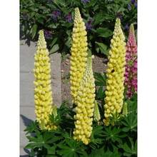 15 Yellow Rubinian Peony Seeds/Rubinian Peony Seeds - 15 Seeds - View 3