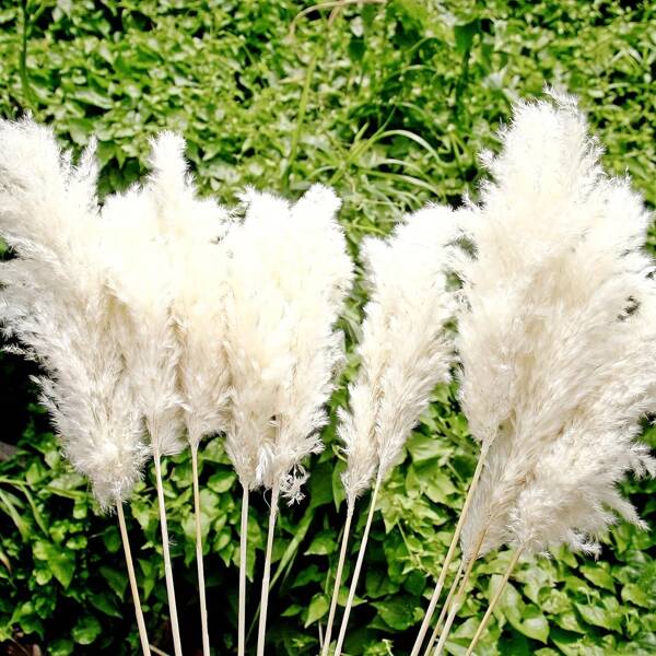 14pcs Boho Style White Pampas Grass Bouquet, 24 Inches Tall - Perfect For Wedding Centerpiece Decor And Floor Vase Filler, Ideal For Christmas And Valentine's Day, Most Suitable For Christmas,Fall Decor,Autumn