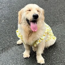 1 pezzo Vestito a molla/estate/autunno con stampa di ananas per cani di taglia media e grande, vestito volante carino per Golden Retriever, Labrador, Samoyed