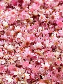 140pcs/Pack Miniature Dried Flower In Various Colors, Diy Jewelry, Earring, Crystal, Glass Sphere And Resin Filler, Valentine Day, Gift Gifts Birthday Graduation