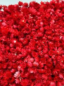 140pcs/Pack Miniature Dried Flower In Various Colors, Diy Jewelry, Earring, Crystal, Glass Sphere And Resin Filler, Valentine Day, Gift Gifts Birthday Graduation