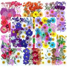 35Pcs 1 Set Dried Pressed Leaves Dried Flowers For Resin Real Assorted Dried Greenery For Pressed Leaf Art Craft DIY Handmade Bookmarks Embellishment Decorations