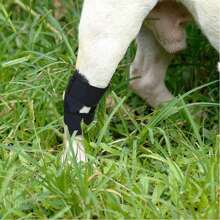 Hippyboyd宠物绷带，狗狗腿部受伤关节辅助绷带，术后恢复绷带，帮助宠物腿部术后恢复，还能防止狗狗舔舐腿部，可水洗。