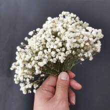 Aproximadamente 20/40g Flor seca de Paniculata blanca mini, arreglo floral DIY, elaboración de tarjetas, decoración de boda, decoración de tarjetas de felicitación, decoración bohemia de pasto pampa, decoración del hogar y oficina, decoración de fiestas, decoración de mesa, plantas artificiales