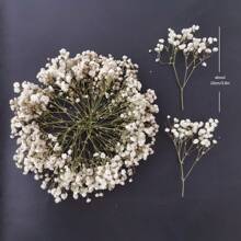 Aproximadamente 20/40g Flor seca de Paniculata blanca mini, arreglo floral DIY, elaboración de tarjetas, decoración de boda, decoración de tarjetas de felicitación, decoración bohemia de pasto pampa, decoración del hogar y oficina, decoración de fiestas, decoración de mesa, plantas artificiales