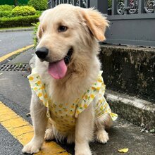 1 pezzo Vestito a molla/estate/autunno con stampa di ananas per cani di taglia media e grande, vestito volante carino per Golden Retriever, Labrador, Samoyed