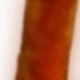 um aleatoria