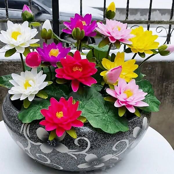 60 semi di loto adatti per giardinaggio domestico, mix di colore rosa e rosso, adatti per la piantagione in giardini, hotel, stagni per pesci rossi e per coltivare fiori di loto.