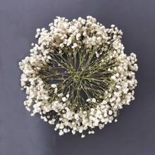 Aproximadamente 20/40g Flor seca de Paniculata blanca mini, arreglo floral DIY, elaboración de tarjetas, decoración de boda, decoración de tarjetas de felicitación, decoración bohemia de pasto pampa, decoración del hogar y oficina, decoración de fiestas, decoración de mesa, plantas artificiales