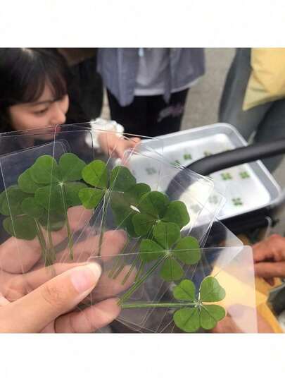 幸运四叶草明信片 - 天然透明许愿卡，书签和装饰的理想选择，完美的节日礼物，真正的野生四叶草，天然干草，独特的四叶草形状